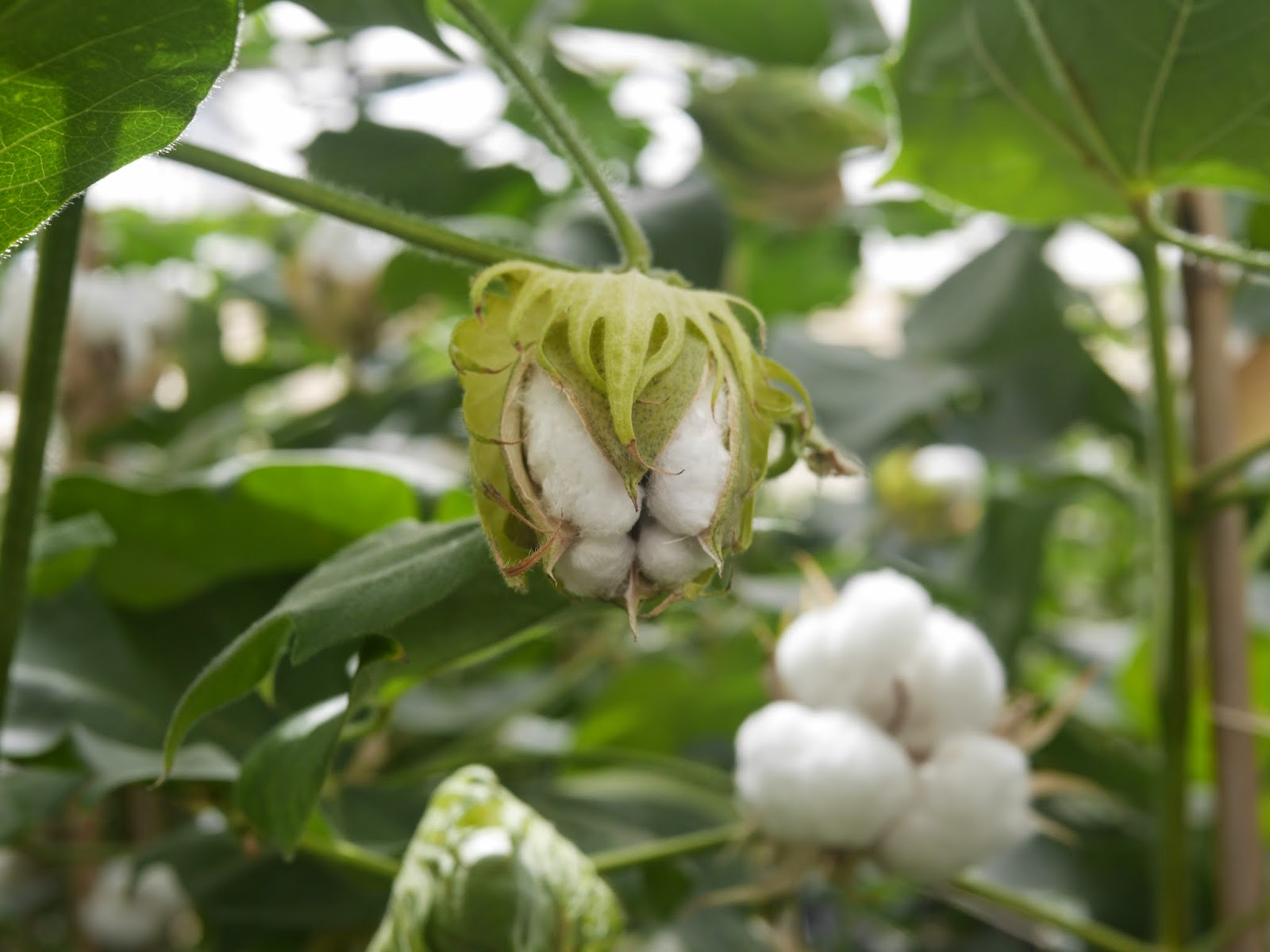 transitional cotton farming