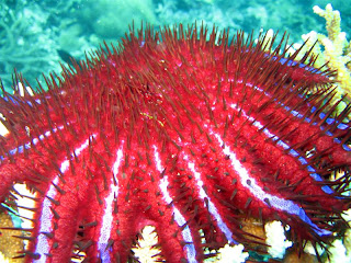 Smiling Marine Life