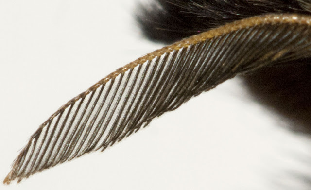 Closeup of the antenna of a December Moth, Poecilocampa populi.  8 January 2012.