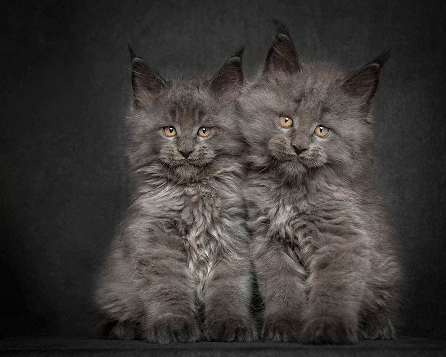 65 Breathtaking Pictures Of Maine Coons, The Largest Cats In The World