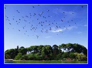 volando sobre el bosque