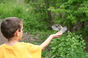 Chickadee flying off William's hand ~ Royal Botanical Garden :: All Pretty Things