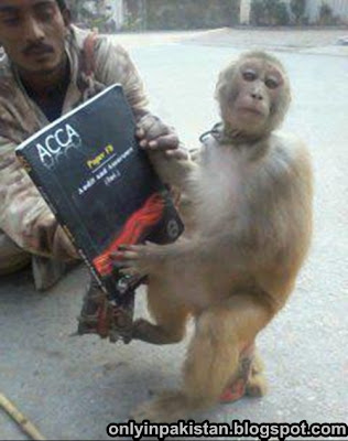 Funny Pakistani monkey