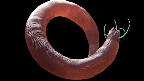 Man's intestinal tapeworm disappointed by man’s unadventurous diet