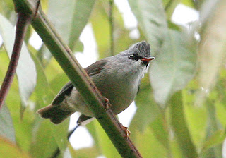 Black Chinned Yuhina Bird Pictures