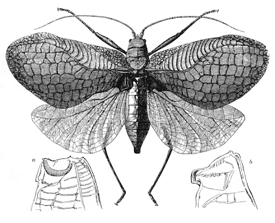 cricket insect drawing. You#39;ll find great tips,