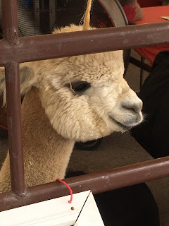 Alpacas at Wisconsin State Fair