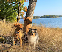 Hushållets hundar hösten 2020: Glory, Maya och Deana.