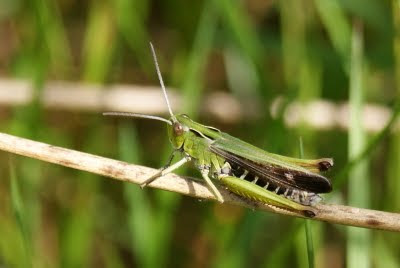 Schavertje - - Stenobothrus stigmaticus