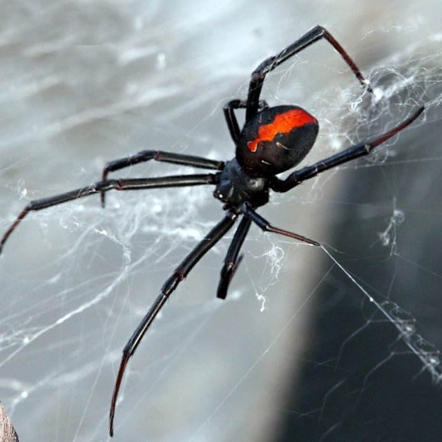 spider-control-sydney