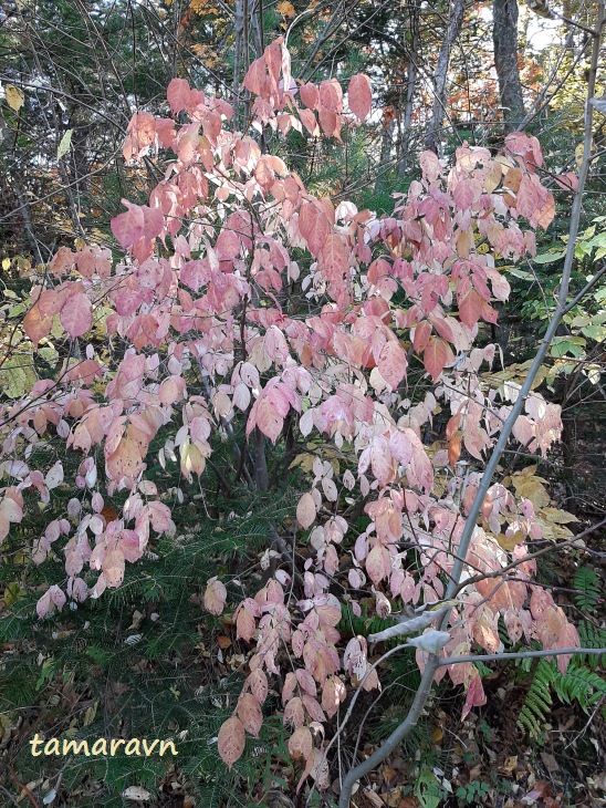 Бересклет малоцветковый (Euonymus pauciflorus) в осеннем убранстве