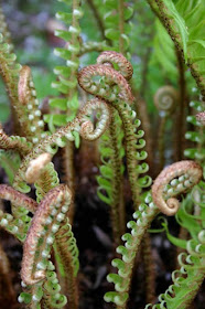 ferns (Pterophyta)