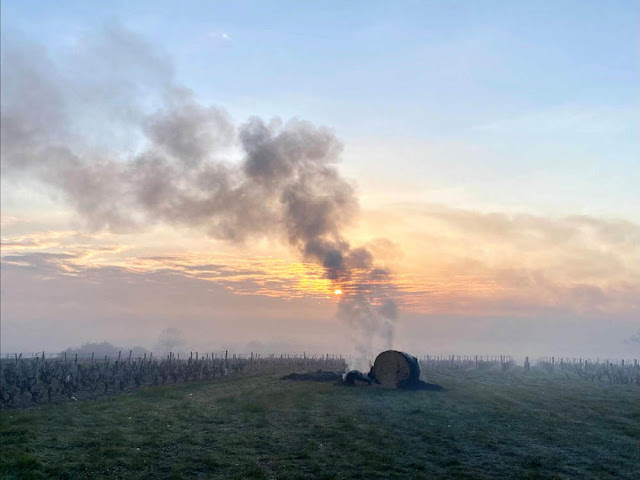 Frosty morning with smoke haze in a Vouvray vineyard, Indre et Loire, France.