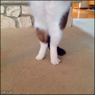 Funny Cat GIF • Just walking the cat in the living room. He is cute and very patient, isn't it? [ok-cats.com]