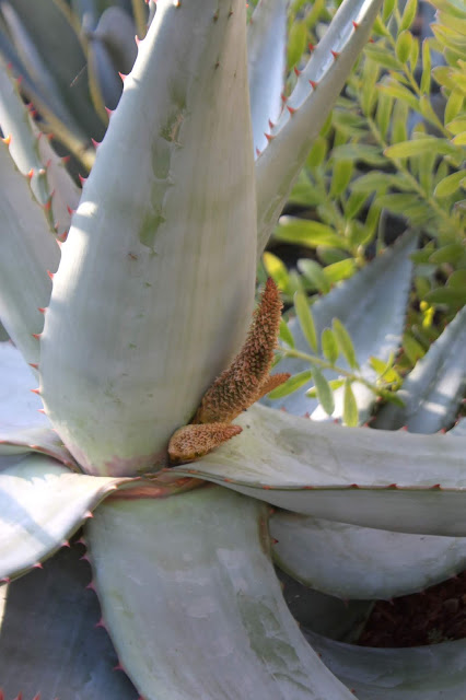 Aloe ferox young inflorescence closeup