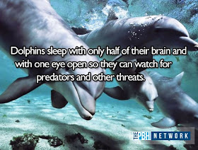 10 Amazing facts about ocean animals, amazing animals facts, ocean animal facts, dolphin fact