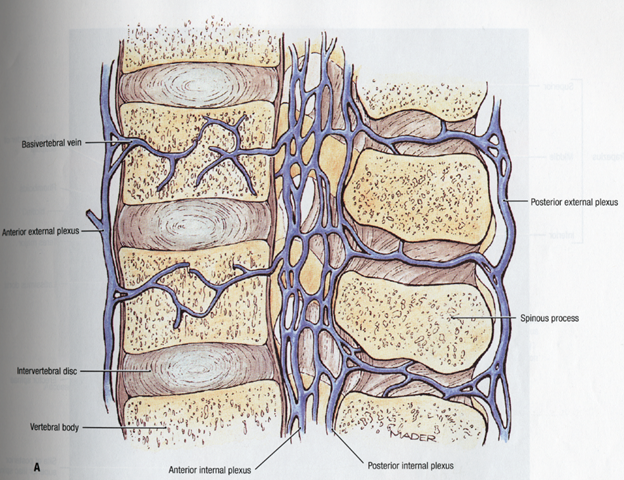 My naris plexus