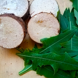 cut cocoyam with dandelion leaves