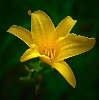 smart_ebook: Bunga Bakung (Bunga Lily)