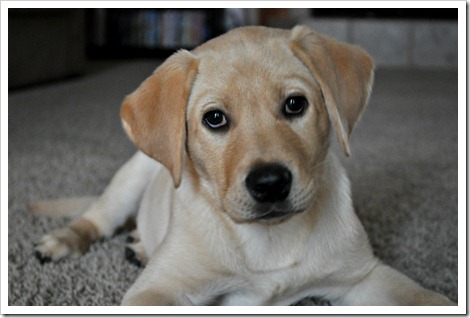pup1