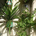 Balcony Herbs Garden