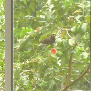 brown jay eating guava in La Ceiba Honduras