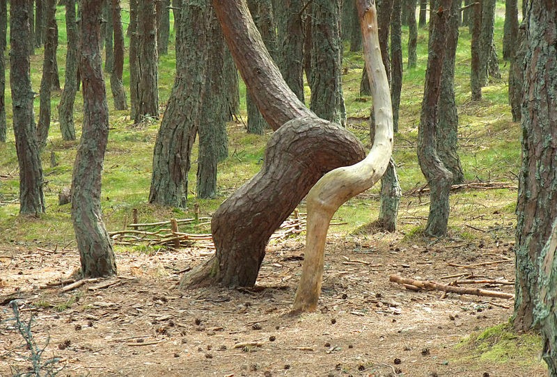 dancing-forest-kaliningrad-8