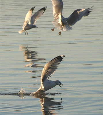 gulls on Lake Gaston