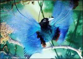 the Blue Bird of Paradise