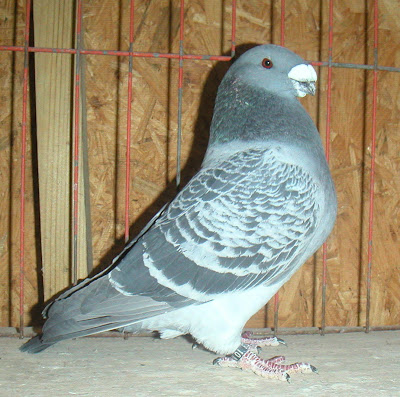 American Show Racer Pigeon