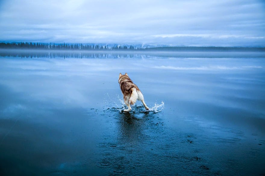 Magical Photos Of Siberian Huskies Playing On A Mirror-Like Frozen Lake In Russia’s Arctic Region