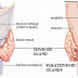 Hypoparathyroidism Definition, Etiology, Clinical Manifestations and Pathophysiology