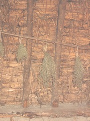 Plimoth Plant herbs drying in indian summer lodge