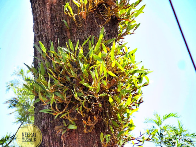 Orchids in Karnataka