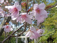 河津桜似たようなふじ桜、静岡県？ではないかとおもう。