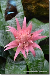 butterfly house (12)