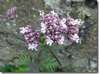 ratho wild flowers