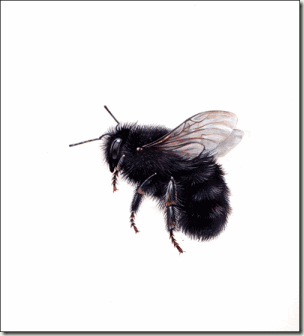 new-bee-bg