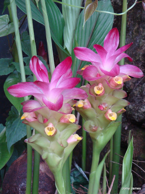 Arrowroot Flower