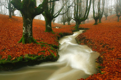 Bosque encantado - Enchanted forest