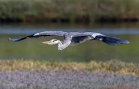 Grey Heron - Birds In Flight Photography: Canon EOS 7D Mark II Gallery Copyright Vernon Chalmers