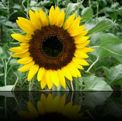 Helianthus_annuus_'Taiyo'1