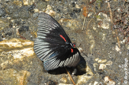 The Empress, Sasakia funebris, rare butterfly, arunachal pradesh, species rediscovery, butterfly for sale