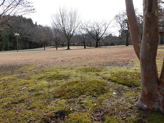 とっとり花回廊　桜の広場　苔