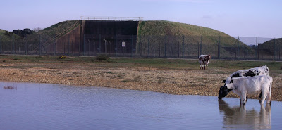 Image of cows drinking in front of missile silos