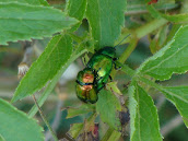 Chrysolina (Synerga) herbacea DSC02949