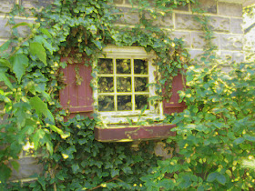 ivy-covered window