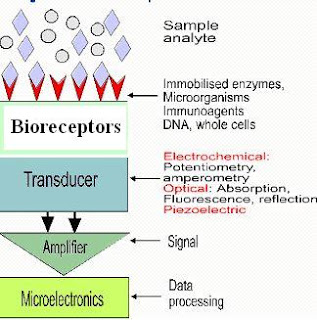 physiology of communication