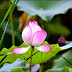2014亞洲大學 荷花池