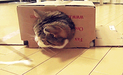  animasi  kucing  bergerak lucu  Wara Warta